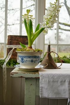 a potted plant sitting on top of a table