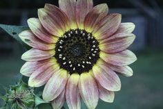 a large sunflower with yellow and pink petals