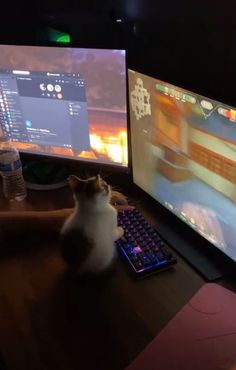 a cat sitting in front of two computer monitors