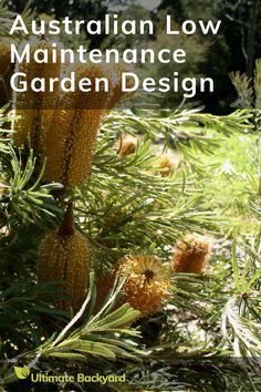 an australian low maintenance garden design with lots of pine cones on the needles and green leaves