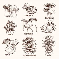 different types of mushrooms and their names