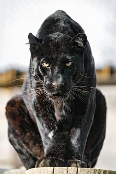 a black cat standing on top of a wooden fence next to a tree stump and looking at the camera