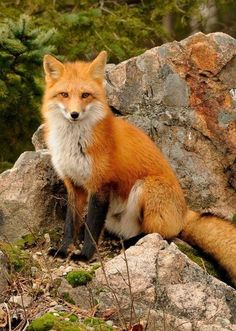 a red fox sitting on top of a pile of rocks