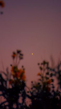 the moon is seen through some trees at dusk in this view from behind it are orange and yellow flowers