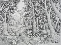 a pencil drawing of trees and plants in a forest with dirt road leading to them