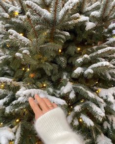 a person's hand reaching up to a christmas tree with snow on the branches