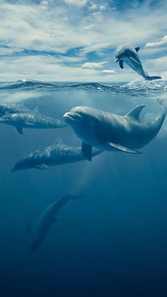 three dolphins swimming in the ocean together