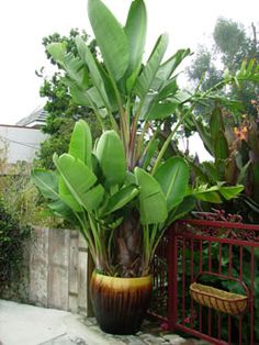 a large potted plant sitting on top of a stone floor next to a fence