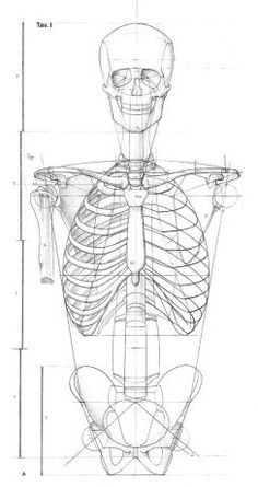 a drawing of a human body with lines on it