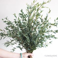 (1) - Hey, goddess! Do you need help finding anything? Gunni Eucalyptus, June Flower, Wedding Arbors, Wedding Greenery, Dollar Eucalyptus, Silver Dollar Eucalyptus, Sage Wedding