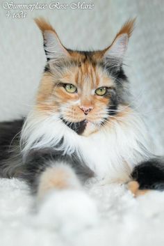 an orange and black cat laying on top of a white blanket