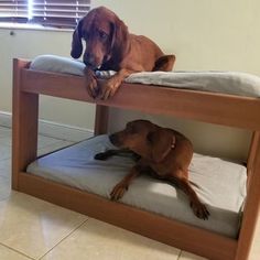 a brown dog laying on top of a wooden bunk bed