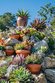 many different types of succulents and plants in pots on top of rocks