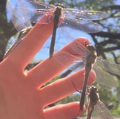 two dragonflies sitting on top of a persons hand