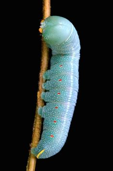 a blue caterpillar crawling on a twig