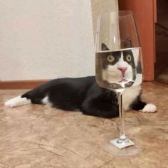 a black and white cat laying on the floor next to a wine glass with water in it