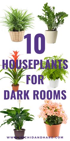 the top ten houseplants for dark rooms