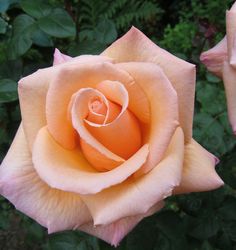 a peach colored rose with green leaves in the background and pink petals