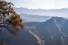 the mountains are covered with trees and fog