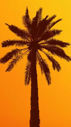 the silhouette of a palm tree against an orange sky