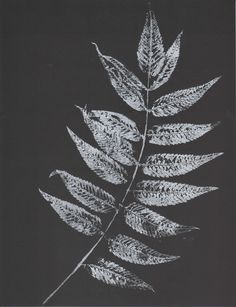 a black and white photo of a leaf