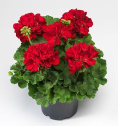 a potted plant with red flowers and green leaves on a white background, in the middle of an arrangement