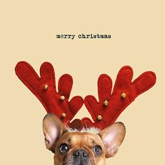 a dog wearing reindeer antlers on its head for the holiday season, against a beige background