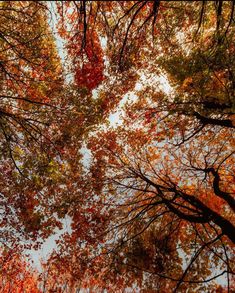 October Sky, Art Of Letting Go, Late Autumn, Little Cabin In The Woods, Changing Leaves, Seasons Of The Year, Anne Of Green Gables, Best Seasons