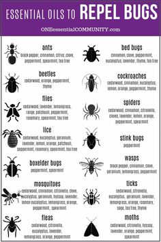 Essential Oils For Stink Bugs, Anti Spider Spray, Diy Peppermint Oil Bug Spray, Bird Repellent Ideas, Natural Spider Repellent For Home, Bug Repellent Diy, Essential Oil Bug Spray Recipe, Homemade Bug Spray Recipe, Essential Oil Bug Spray