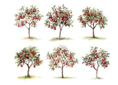 Trees Clipart, Small Watercolor, Tree Clipart, Apple Trees, Tree Png, Watercolor Red, Office Decorations, Making Paper, Apple Tree