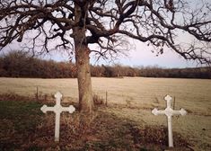 two white crosses sitting next to a tree in the middle of a grass covered field