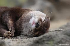 an animal that is laying down on the ground with it's head resting on its paws