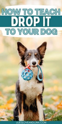 a dog holding a toy in its mouth with the words how to teach drop it to your dog