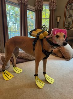 a brown dog wearing yellow rubber boots and a pink bandana standing on top of a carpeted floor