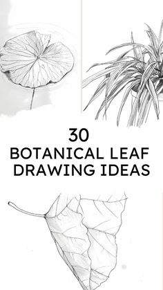 the book cover for 30 botanical leaf drawing ideas