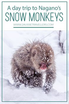 a baby monkey in the snow with text overlay reading a day trip to nagano's snow monkeys