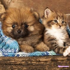 two small dogs and a cat on a blanket