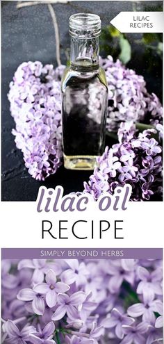 Discover the enchanting Lilac Oil Recipe in our Lilac Recipes & Lilac Medicinal Uses collection. This fragrant oil captures the essence of lilac flowers, symbolizing spring's bloom and peace. Ideal for homemade cosmetics or DIY beauty products, it's made with just 2 ingredients, offering both beauty and medicinal benefits. Perfect for those interested in natural oils and herbalism recipes. Explore more at simplybeyondherbs.com. Lilac Recipes, Herbalism Recipes, Lilac Essential Oil, Lilac Oil, Diy Beauty Products, Herbal Medicine Recipes, Herbal Remedies Recipes, Coconut Bowls