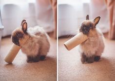 a rabbit with a roll of toilet paper in its mouth