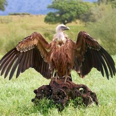 an eagle spreads its wings while sitting on a dead tree stump in the grass with mountains in the background