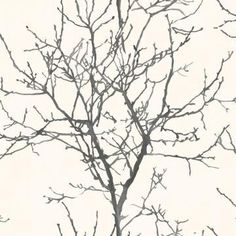 bare tree branches against a gray sky with no leaves