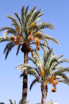 two palm trees with yellow flowers in the foreground and a blue sky behind them