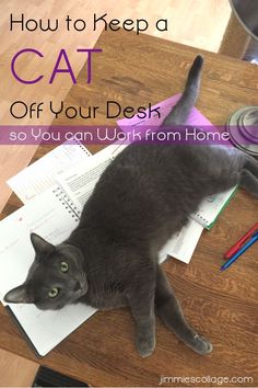 a gray cat laying on top of a desk next to a pile of papers and pencils