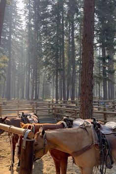 horses are lined up in their stalls at the ranch