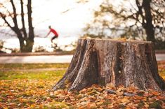 a man riding a bike past a tree stump in a park with leaves on the ground