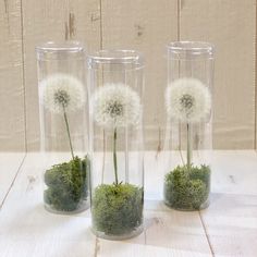 three glass vases with plants in them