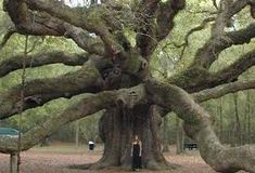 two people are standing in the middle of a large tree