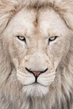 a close up of a white lion's face with green grass in the background