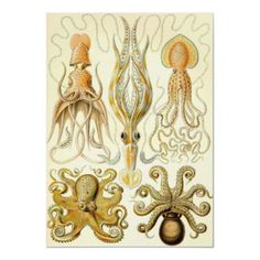 an octopus and other sea animals are depicted in this framed print