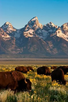 Wildlife Safari | Jackson Hole & Grand Teton | Jackson Hole Wildlife Safaris Scenic Places, Western Artwork, Jackson Hole Wyoming, Wildlife Safari